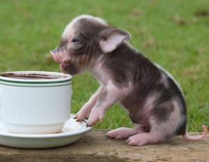 baby-pig-1