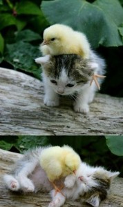 animal5