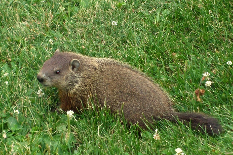 Groundhog - Flickr - Photo Sharing!