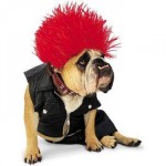 halloween_costume_dog_punk_rocker halloween_costume_dog_punk_rocker