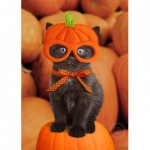 pumpkin_kitten_halloween_card-d137986862428376331en8cy_325 pumpkin_kitten_halloween_card-d137986862428376331en8cy_325