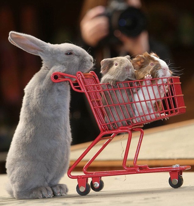 bunnyshop