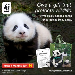 Panda_404x404