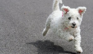 save-money-on-pet-care